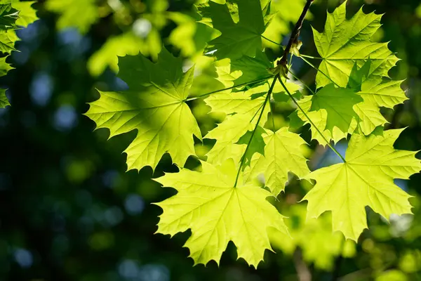 Güneşli yeşil akçaağaç yapraklarını kapatın. Acer doğal bir desen oluşturuyor. Taze bahar veya yaz yapraklarının güneş ışığında belirgin şekil dokusunu ve canlı rengini vurgular