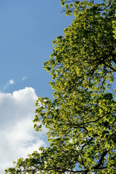 Taze yeşil bahar ağaçlarının arasından beyaz kabarık bulutlu açık mavi gökyüzüne doğru uzanan taç ve dallara bakıyorum. İlkbahar büyümesini temsil eden güzel doğa arkaplanı