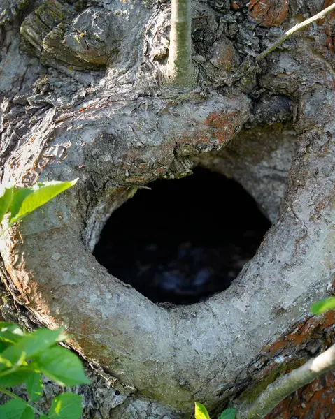 Eski bir sandıktaki karanlık ve gizemli bir ağacın içi boş girişi doğada saklı sırlar olduğunu gösteriyor. Potansiyel vahşi yaşam ortamı ya da doğal saklanma yeri konsepti