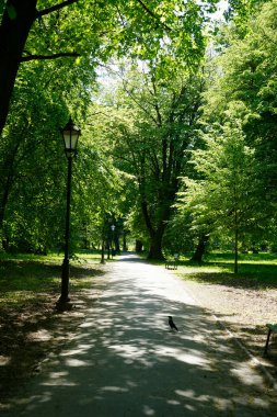 Uzun ağaçlarla kaplı, benekli gölgeler bırakan yeşil bir parkın içinden geçen güneş ışığı yolu. Vintage lamba direkli huzurlu doğa manzarası fotoğrafı, rahatlama veya yaz temaları arka planı için ideal