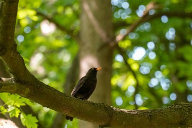 Ağaç dalına tünemiş turuncu gagalı Karatavuk erkeği (Turdus merula). Vahşi yaşam fotoğrafçılığı, bulanık yeşil yeşillik bokeh arka planıyla bir kuşu doğal ortamında yakalıyor.