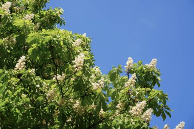Açan At Kestanesi (Aesculus hipokastanum) dalları, 