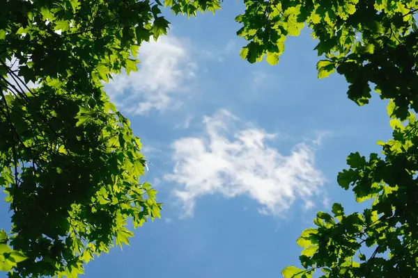 Düşük açı, canlı yeşil ağaç yapraklarından yukarıya, ince beyaz bulutlu mavi gökyüzüne bakıyor. Huzurlu arka plan fotoğrafı orman tepe örtüsü, güneş ışığı ve temiz hava hissi.