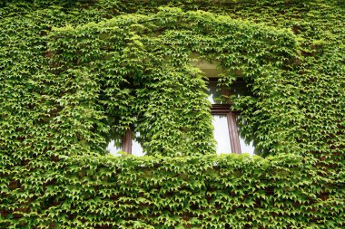 Kahverengi çerçeveli pencere, yoğun sarmaşıktan (Partenocissus veya Boston Ivy) oluşan verimli yeşil bir duvarın içine gizlenmiş durumda..