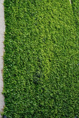 Yoğun yeşil çimen duvar dokusu, Parthenocissus ya da Boston Sarmaşığı arka planı modern, bakımsız eko dekoru için yemyeşil yeşillik ya da yosun taklidi yapıyor..