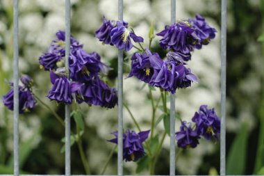 Mor Kolomb (Aquilegia) çiçekleri metal bir çitin arkasında canlı bir şekilde açar, doğanın, güzelliğin ve dayanıklılığın temalarını taşıyan botanik bir fotoğraf