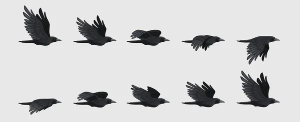 Ακολουθία Πτήσης Κορακιού Μαύρη Ιπτάμενη Σιλουέτα Κορακιού Κίνηση Πτερύγων Μαύρου — Διανυσματικό Αρχείο
