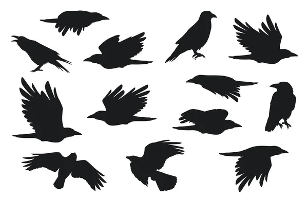 Vraní Silueta Skupina Létajících Havranů Peřím Zobákovým Drápem Kreativní Černí — Stockový vektor