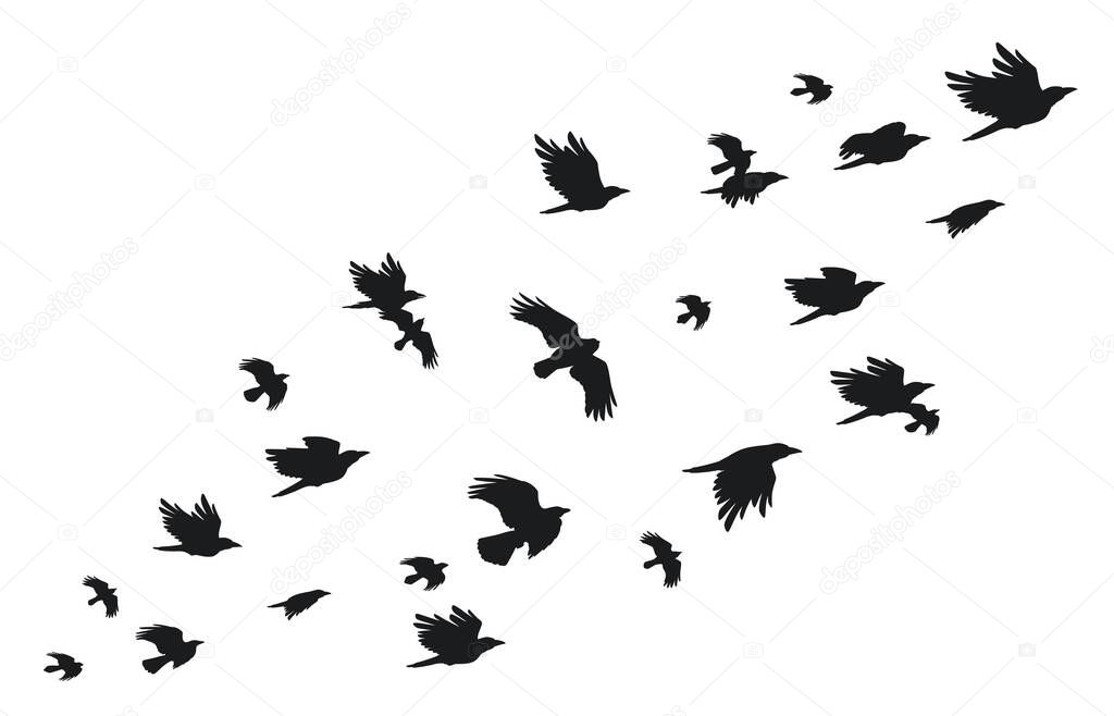 Flock of crows. Flying black birds in sky monochrome flutter raven silhouette, migrating flight group of wild rooks ornithology concept. Vector illustration. Gothic animals with wings flying together