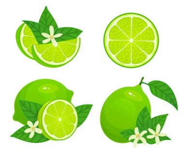 Cartoon lime. Fresh whole, half and part citrus. Organic fruit with leaves and blossom. Green and juicy ingredient for refreshment drink or cocktail as lemonade or mojito isolated vector set
