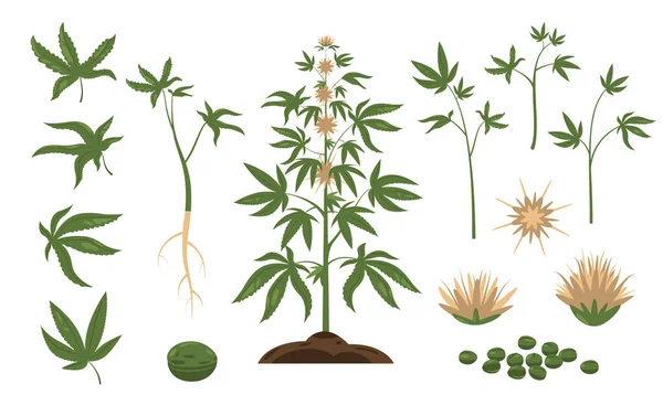Cannabis Pflanze Grünes Unkrautblatt Und Pflanzensamen Cartoon Bündel Mit Marihuana — Stockvektor