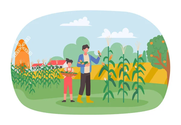 Saison Des Récoltes Agriculteurs Sur Plantation Collecte Maïs Vecteur Agriculture — Image vectorielle