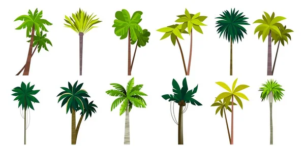 Sbírka Palem Kreslené Tropické Kokosové Banánové Rostliny Ostrovní Exotické Stromy — Stockový vektor