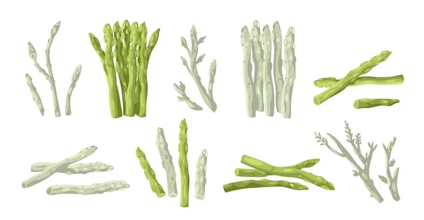 Asparagus Collection Organic Whole Stalk Cultivated Uncooked Food Asparagus Crop — Stock Vector