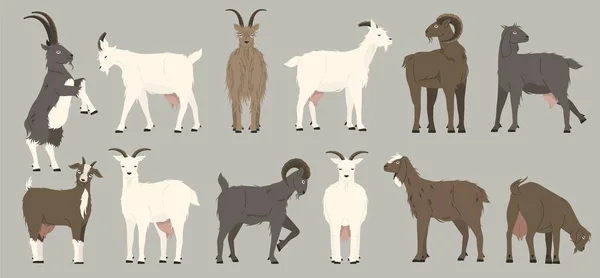 Goats Collection Cartoon Black Nanny Goats Cartoon Alpine Herd Dairy — Stock Vector