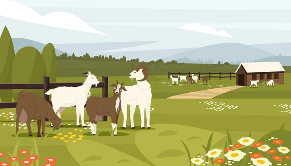 Geitenboerderij Boerderij Met Melkdieren Huisje Met Baby Mannelijke Vrouwelijke Geiten — Stockvector