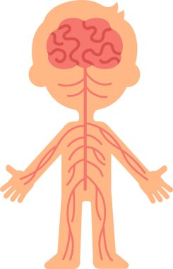 Beyni vücudun geri kalanına bağlayan sinir sistemini gösteren tıbbi çizimler nörolojik yolları ve sinir fonksiyonlarını anlamayı teşvik ediyor.