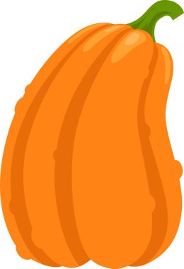 Beyaz zemin üzerinde yeşil saplı uzun turuncu balkabağı, sonbahar, hasat ya da cadılar bayramı temaları için ideal, sağlıklı beslenme, şenlik dekorasyonları ve mevsimsel kutlamaları temsil eden