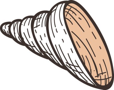 Karmaşık detaylar ve dokular içeren bir deniz kabuğunun el çizimi vektör çizimi bir deniz hazinesinin gerçekçi bir tasvirini yaratıyor.