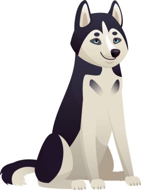 Sibirya 'nın dost canlısı, iri kıyım köpeği oturuyor ve ileriye bakıyor tüylü, sevimli bir köpek yavrusu, tapılası safkan bir ev arkadaşı, beyaz arka planda izole edilmiş.