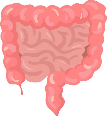 Apandis, cecum, yükselen kolon, enine kolon, alçalan kolon, sigmoid kolon ve rektum gibi sağlıklı kalın bağırsağın gerçekçi bir şekilde izole edilmesi, beyaz arka planda izole edilmiş.