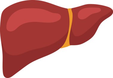 Düzenli kontroller ve sağlıklı yaşam tarzı tercihleri yoluyla karaciğer sağlığı ve hastalıkların önlenmesine yönelik farkındalığı artıran insan karaciğerini temsil eden tıbbi örnekleme