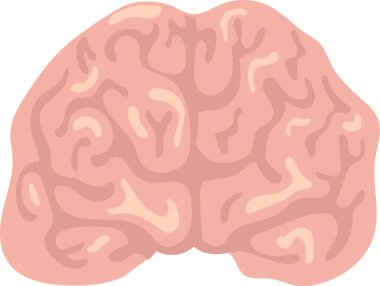 İnsan beynini gösteren gerçekçi vektör illüstrasyonu, iki yarımkürenin karmaşık ağını vurguluyor, tıbbi ve eğitimsel kullanım için ideal.