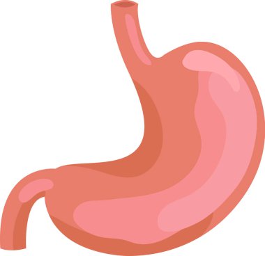 Sağlıklı bir insan midesinin gerçekçi bir şekilde resmedilmesi, özofagusu, duodenumu ve genel yapısını vurgulamak, temiz beyaz bir arkaplan üzerine kurulmuş, eğitim ve tıbbi amaçlar için kullanışlı.
