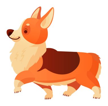 Galli Corgi köpeği neşeli bir şekilde yürüyor, kendine özgü kısa bacaklarını ve tüylü kürkünü sergiliyor, neşeli ve neşeli bir ruhu somutlaştırıyor, aileler ve çocuklar için mükemmel bir arkadaş.