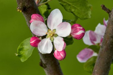 Bir elma dalı, armut ya da çiçek açan erik ağaçları ve yeşil arka planda çiçek tomurcukları. Bahar doğası