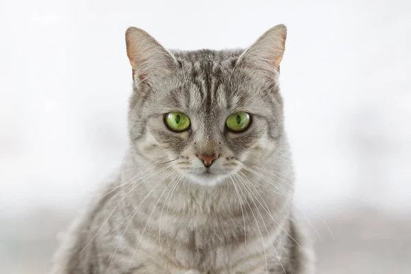 Aranyos Szürke Bolyhos Macska Élénk Zöld Smaragd Szemek Közelkép Fehér — Stock Fotó