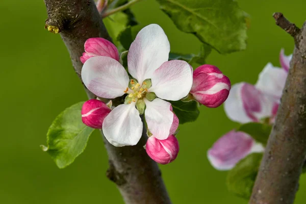 Una Rama Manzanos Peras Ciruelos Con Flores Florecientes Brotes Flores — Foto de Stock