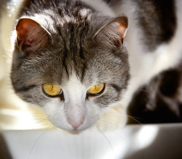 Fluffig Svart Och Vit Katt Med Klargula Ögon Förbereder Sig — Stockfoto