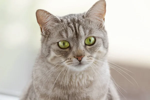 Söt Grå Fluffig Katt Med Ljusa Gröna Smaragdögon Närbild Vit — Stockfoto