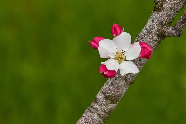 緑色の背景に花や花芽が近いリンゴ または梅の木の枝 春の自然 — ストック写真