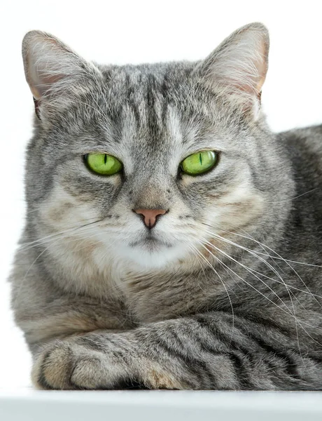 明るい緑色のエメラルド色の目をしたかわいい灰色のふわふわの猫が白い背景にクローズアップされます ペットとライフスタイルのコンセプト — ストック写真