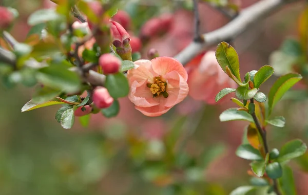 Branch Ornamental Tree Bush Blooming Pink Flowers Sakura Quince Peach — Stock Photo, Image