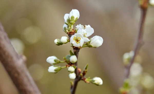 芽を出し白い花を咲かせる木の枝 チェリー アプリコット リンゴ 梅または桜 ぼやけた背景でのクローズアップ — ストック写真