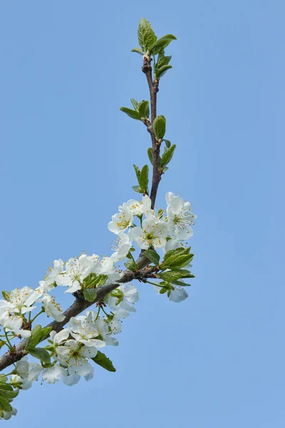 Galho Árvore Com Flores Brancas Contra Céu Azul Cereja Damasco — Fotografia de Stock