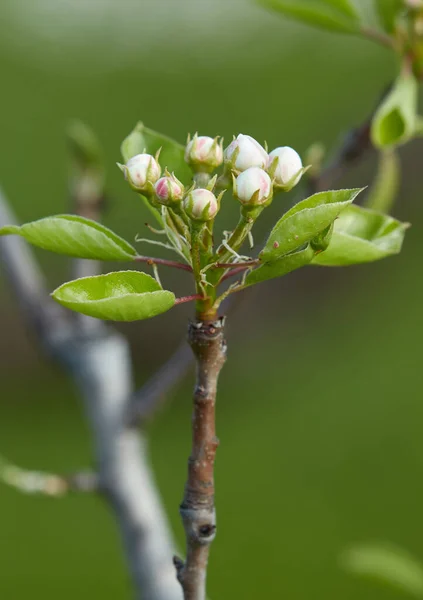 Galho Árvore Com Botões Flores Brancas Florescendo Cereja Damasco Maçã — Fotografia de Stock