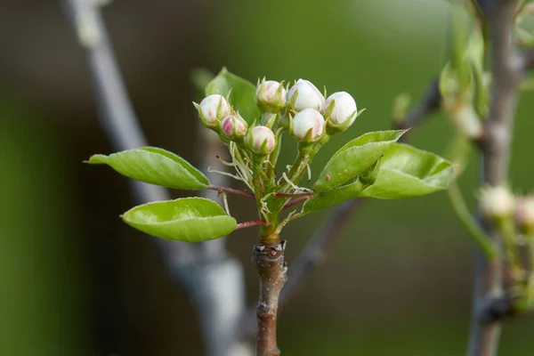 芽を出し白い花を咲かせる木の枝 チェリー アプリコット リンゴ 梅または桜 ぼやけた緑の背景でのクローズアップ — ストック写真