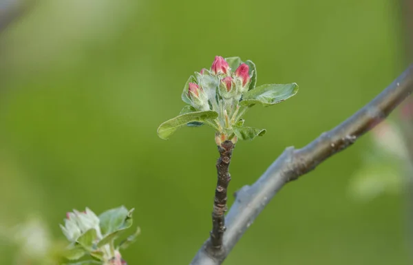 ピンクの花芽を持つ木の枝は 緑色のぼやけた背景でクローズアップされます アプリコット リンゴ — ストック写真
