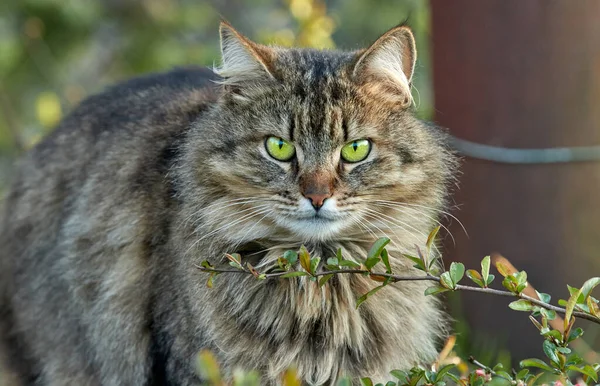 鮮やかな緑の目をした美しい黒と灰色のふわふわの猫 — ストック写真