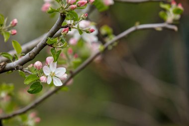 Çiçek açan bir elma dalı ve çiçek tomurcukları çok renkli arka planda bulanıklaşır. Bahar doğası