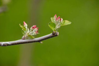 Üzerinde pembe çiçek tomurcukları olan ağaç dalı yeşil bulanık arka planda. Elma çiçekleri