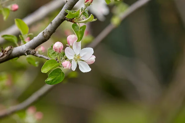開花した花と花芽を持つリンゴの木の枝は 多色の背景がぼやけてクローズアップされます 春の自然 — ストック写真