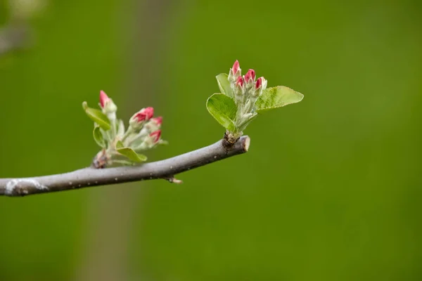 ピンクの花芽を持つ木の枝は 緑色のぼやけた背景でクローズアップされます リンゴの花 — ストック写真