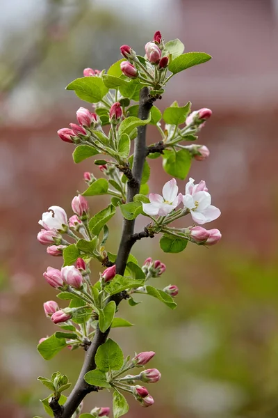 多色の背景にピンクの花芽がクローズアップされた木の枝 リンゴの花 — ストック写真