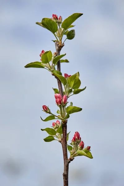 Pembe Çiçekli Ağaç Dalı Bulanık Mavi Gökyüzüne Yakın Çekim Yapar — Stok fotoğraf