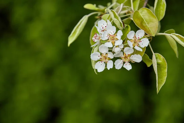 Galho Árvore Pêra Com Flores Brancas Florescendo Primavera Fundo Verde — Fotografia de Stock